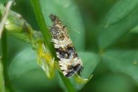 Celypha rurestrana