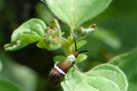 Adela australis