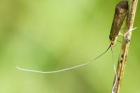 Nemophora metallica