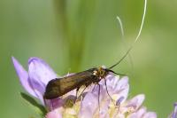 Nemophora metallica