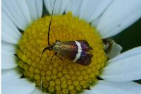Adela australis