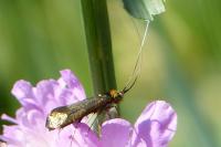 Nemophora metallica