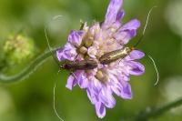 Nemophora metallica