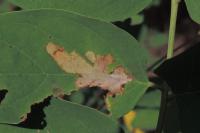 Parectopa robiniella