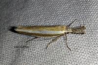 Pleurota aristella