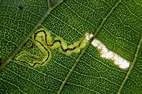Stigmella tiliae