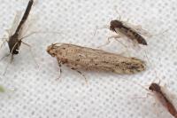Parapodia sinaica