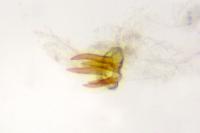Parapodia sinaica