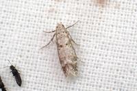 Scrobipalpa bradleyi