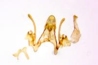 Scrobipalpa bradleyi