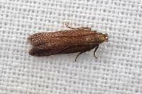 Scrobipalpa monochromella