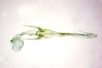 Scrobipalpa monochromella