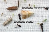 Scrobipalpa monochromella