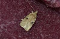 Agonopterix propinquella