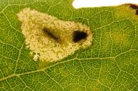 Phyllonorycter sagitella