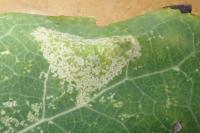 Phyllonorycter sagitella