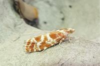 Rhyacionia pinicolana