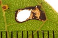 Coptodisca lucifluella