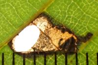Coptodisca lucifluella