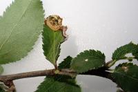 Stigmella plagicolella