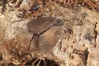 Canephora hirsuta