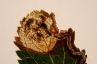 Stigmella plagicolella