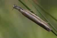 Pleurota aristella