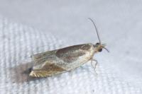 Ancylis unculana