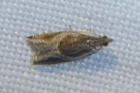 Ancylis unculana