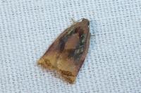 Archips podana