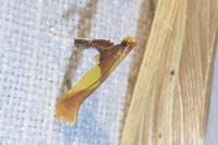 Caloptilia alchimiella