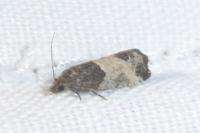 Spilonota ocellana