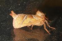 Triodia sylvina