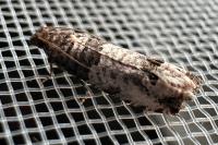 Notocelia incarnatana/mediterranea