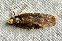 Agonopterix liturosa