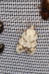 Symmoca signatella