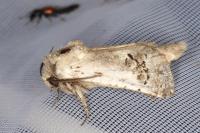 Parahypopta caestrum