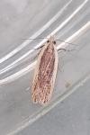Nothris congressariella