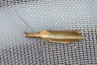 Pleurota aristella