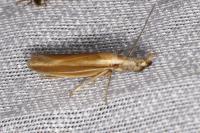Pleurota aristella