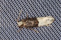 Trichophaga bipartitella