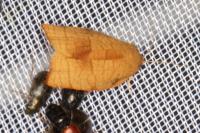 Cacoecimorpha pronubana