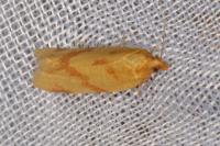 Clepsis pallidana