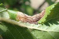 Parornix torquillella