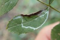 Caloptilia cuculipennella
