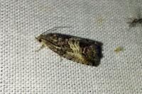 Cydia splendana