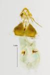 Cydia splendana