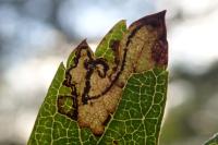 Stigmella hybnerella