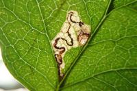 Stigmella perpygmaeella