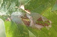 Phyllonorycter corylifoliella